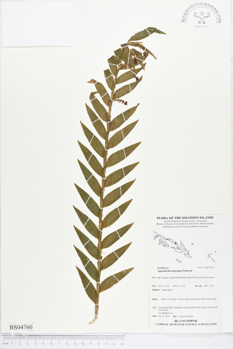 Appendicula togarupia photo 2