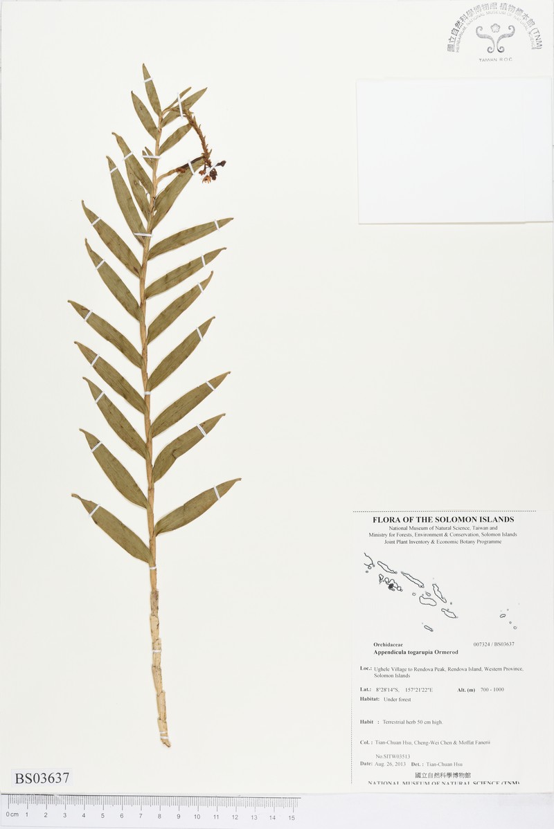 Appendicula togarupia photo 3