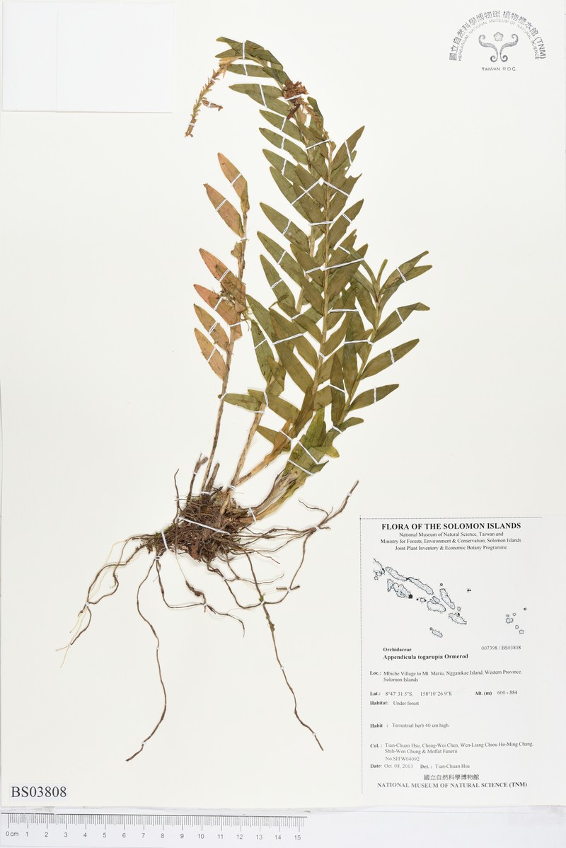 Appendicula togarupia photo 4