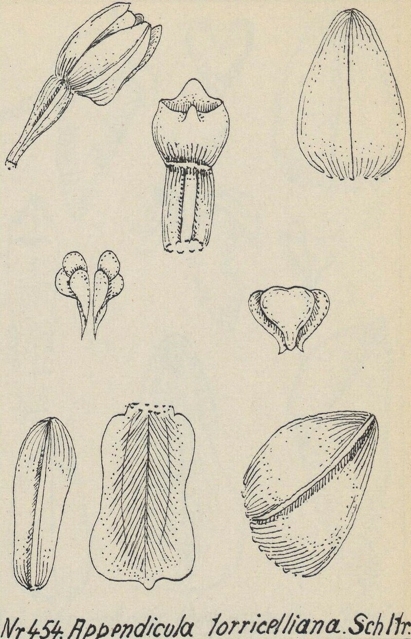 Appendicula torricelliana