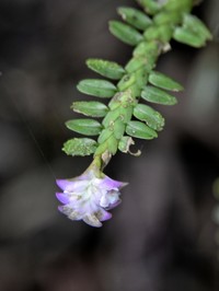 Appendicula torta