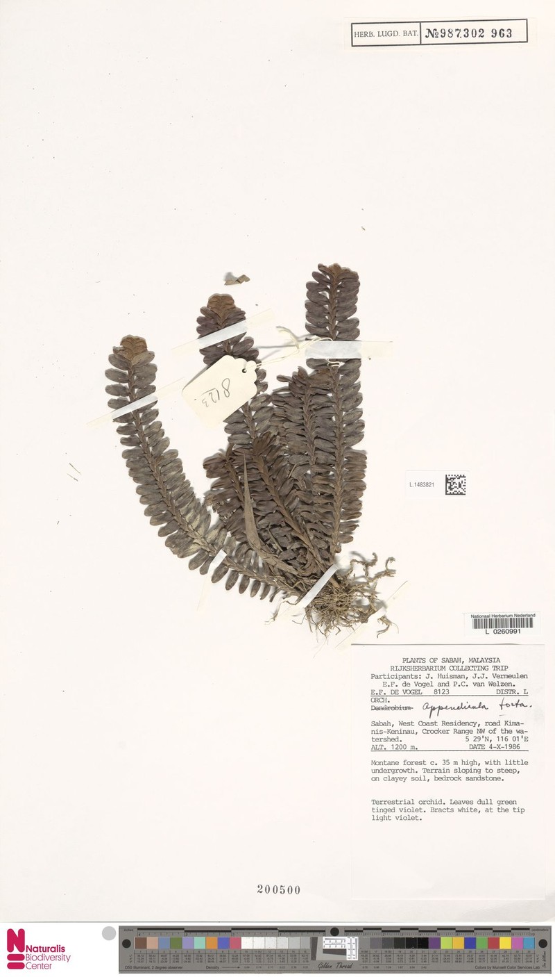Appendicula torta photo 8