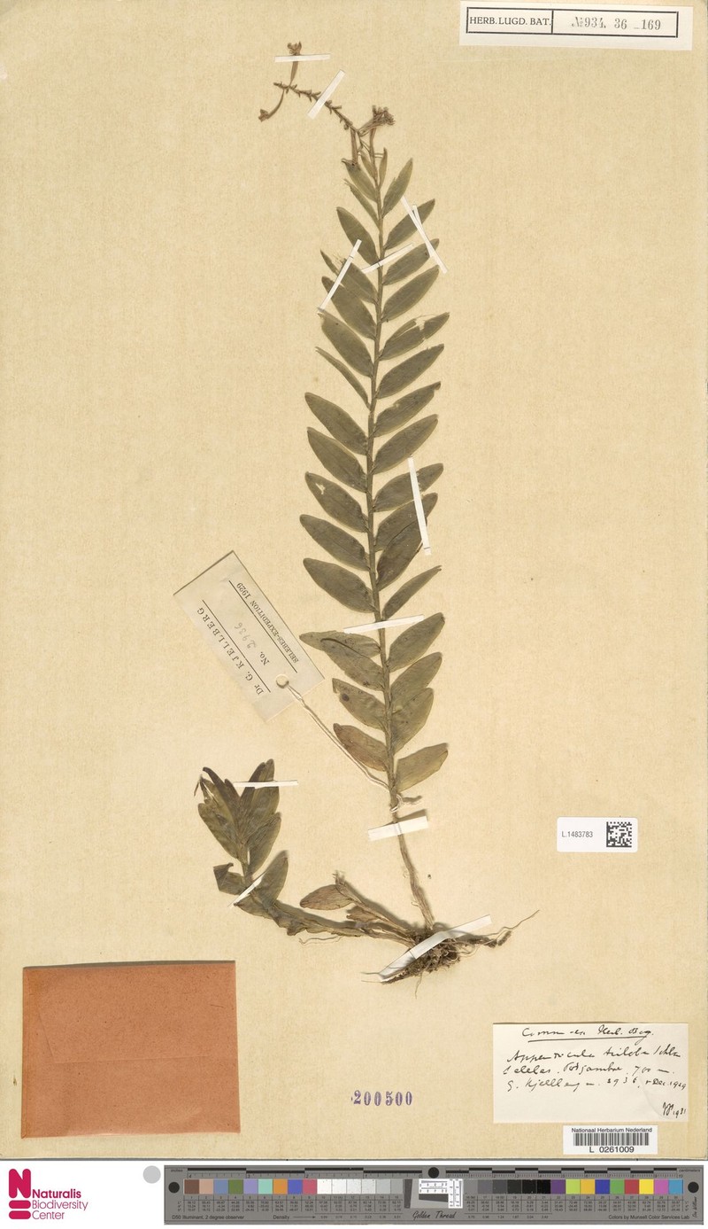 Appendicula triloba