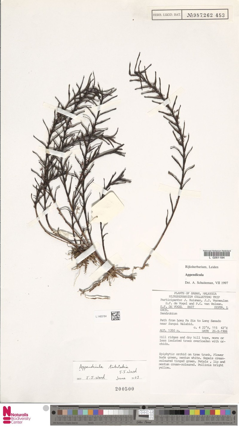 Appendicula tubilabia