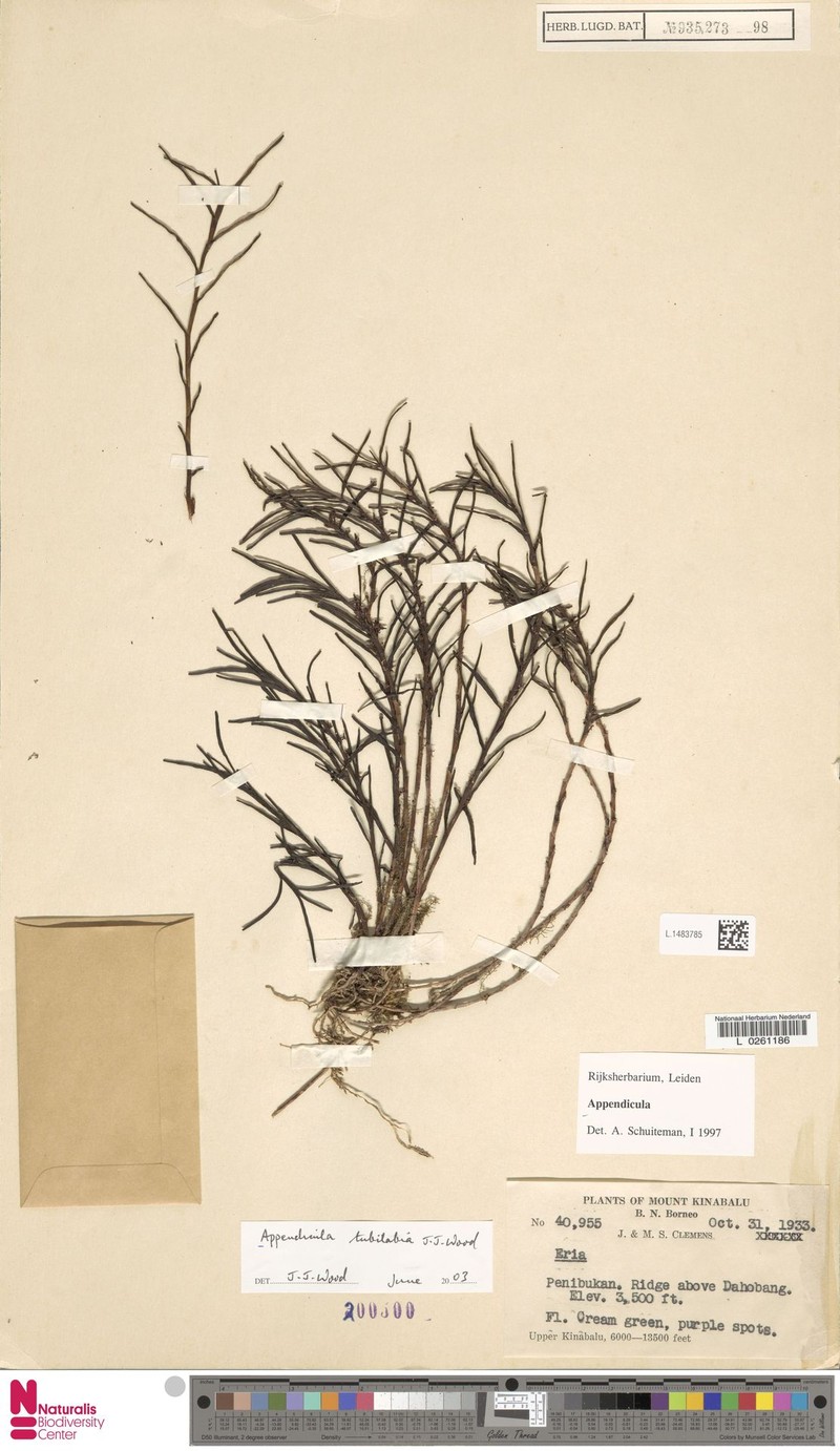 Appendicula tubilabia photo 2
