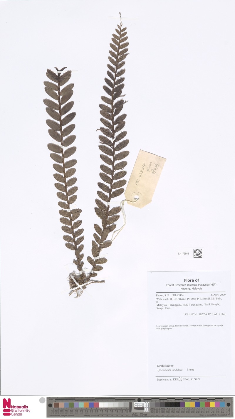 Appendicula undulata