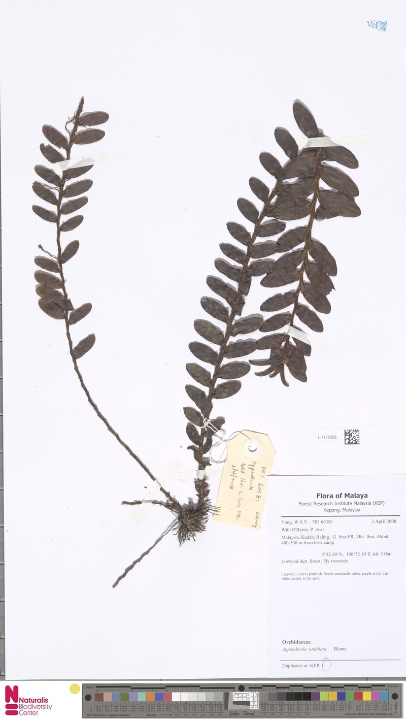 Appendicula undulata photo 2