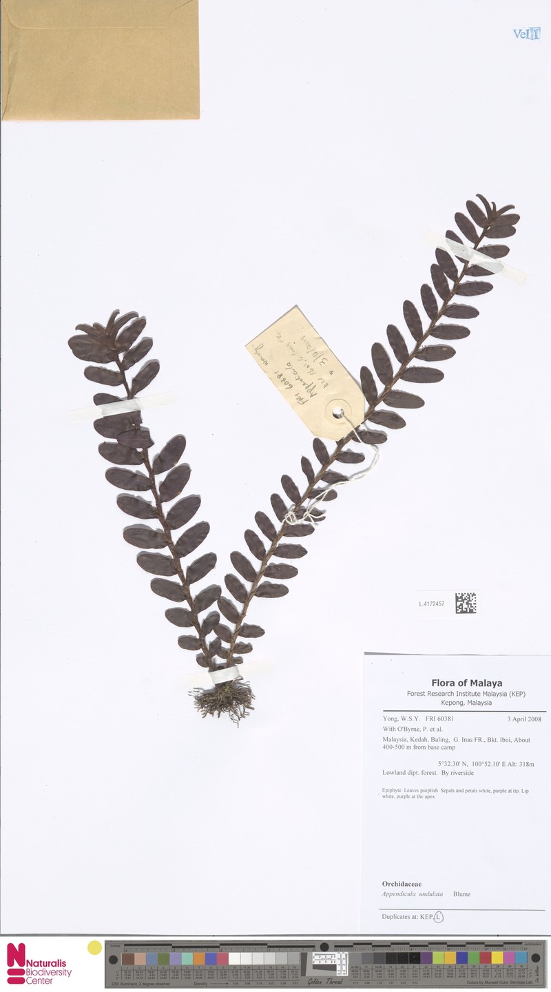 Appendicula undulata photo 3