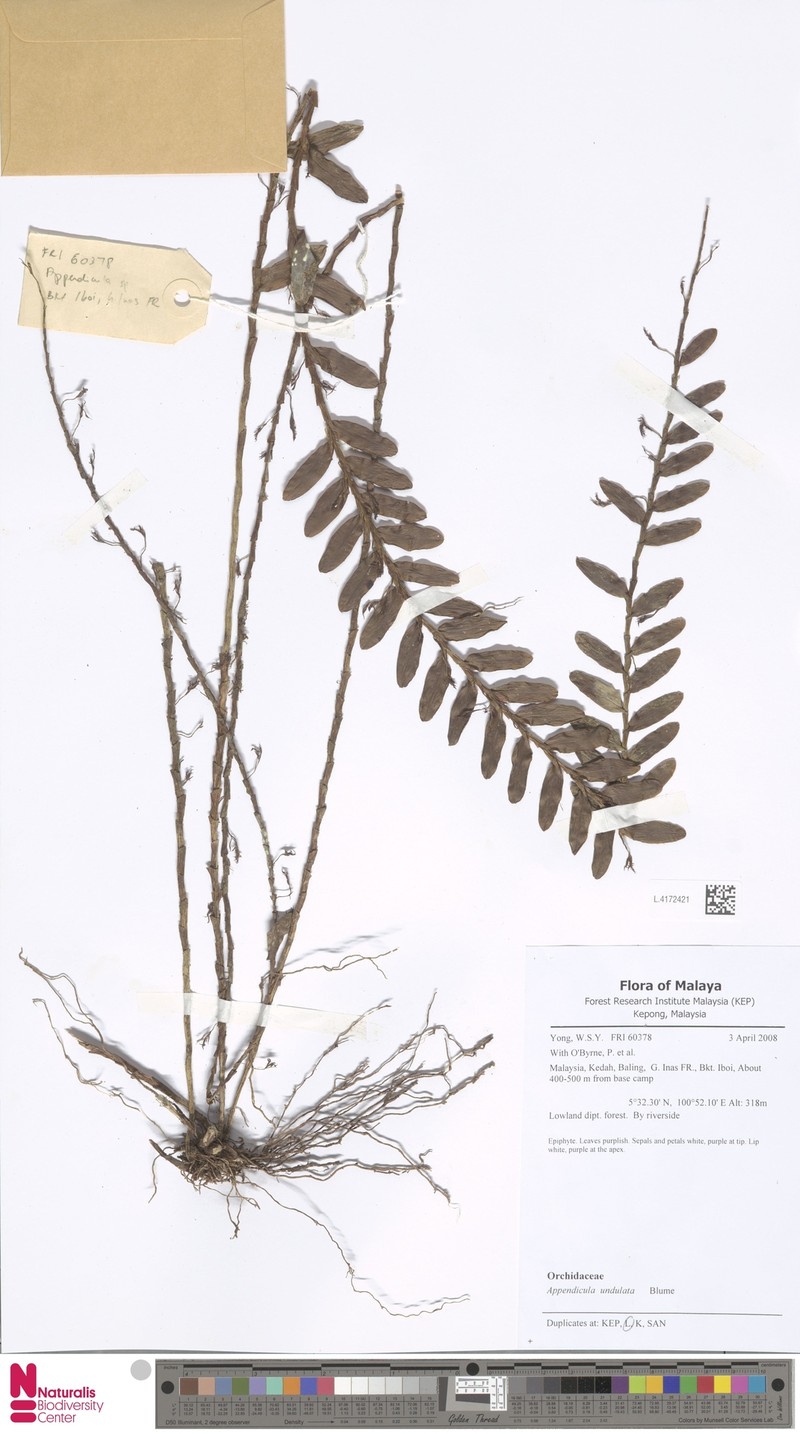 Appendicula undulata photo 4