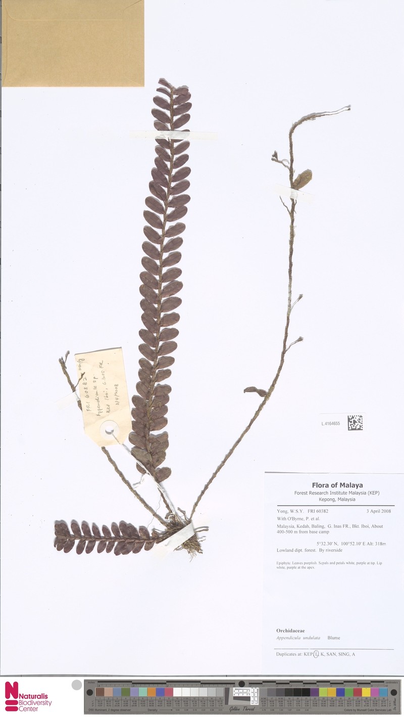 Appendicula undulata photo 5