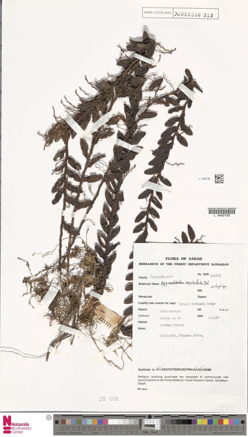 Appendicula undulata photo 6