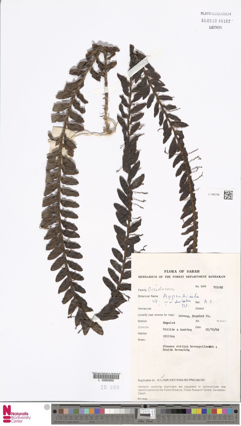 Appendicula undulata photo 7