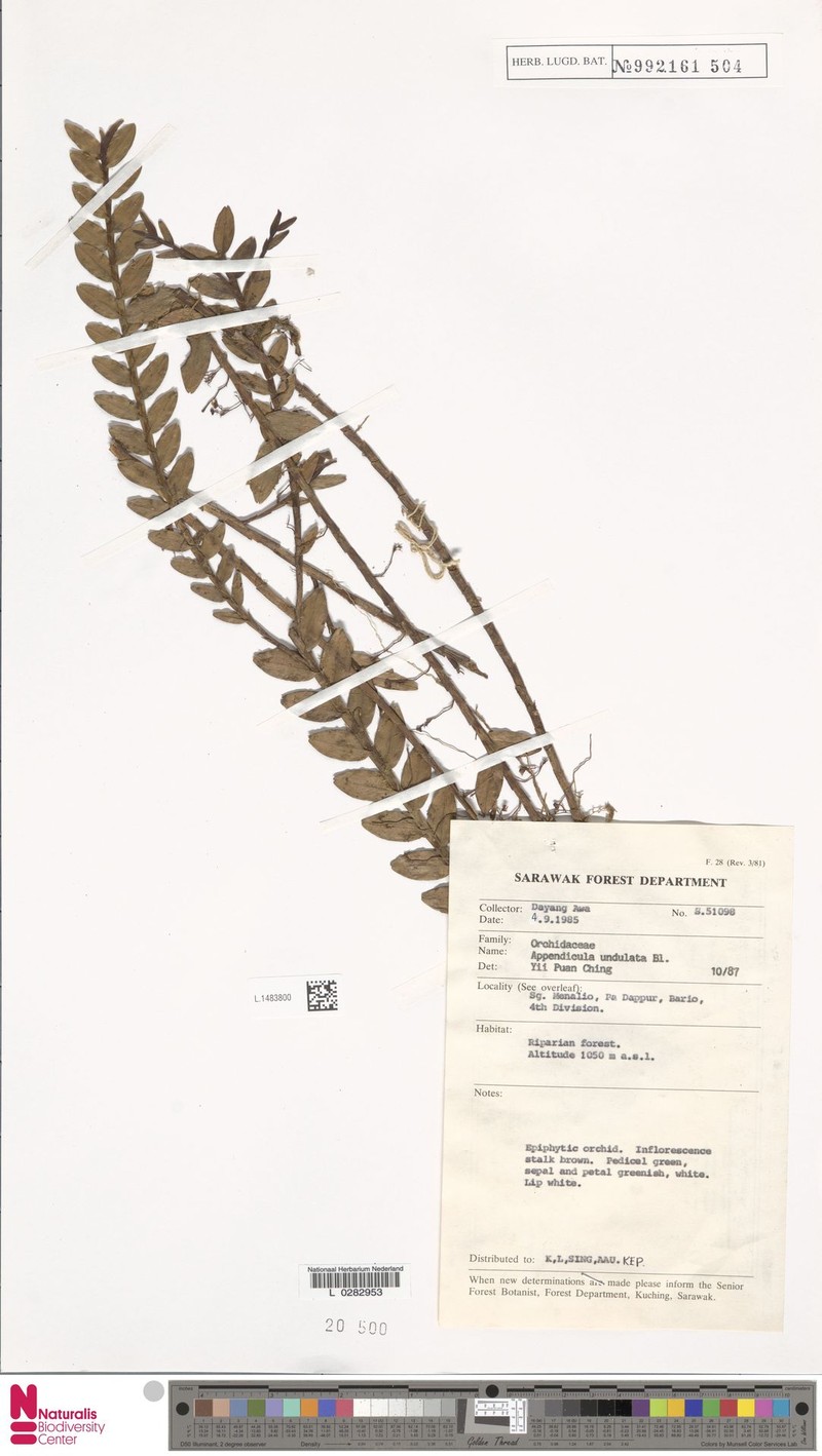 Appendicula undulata photo 8