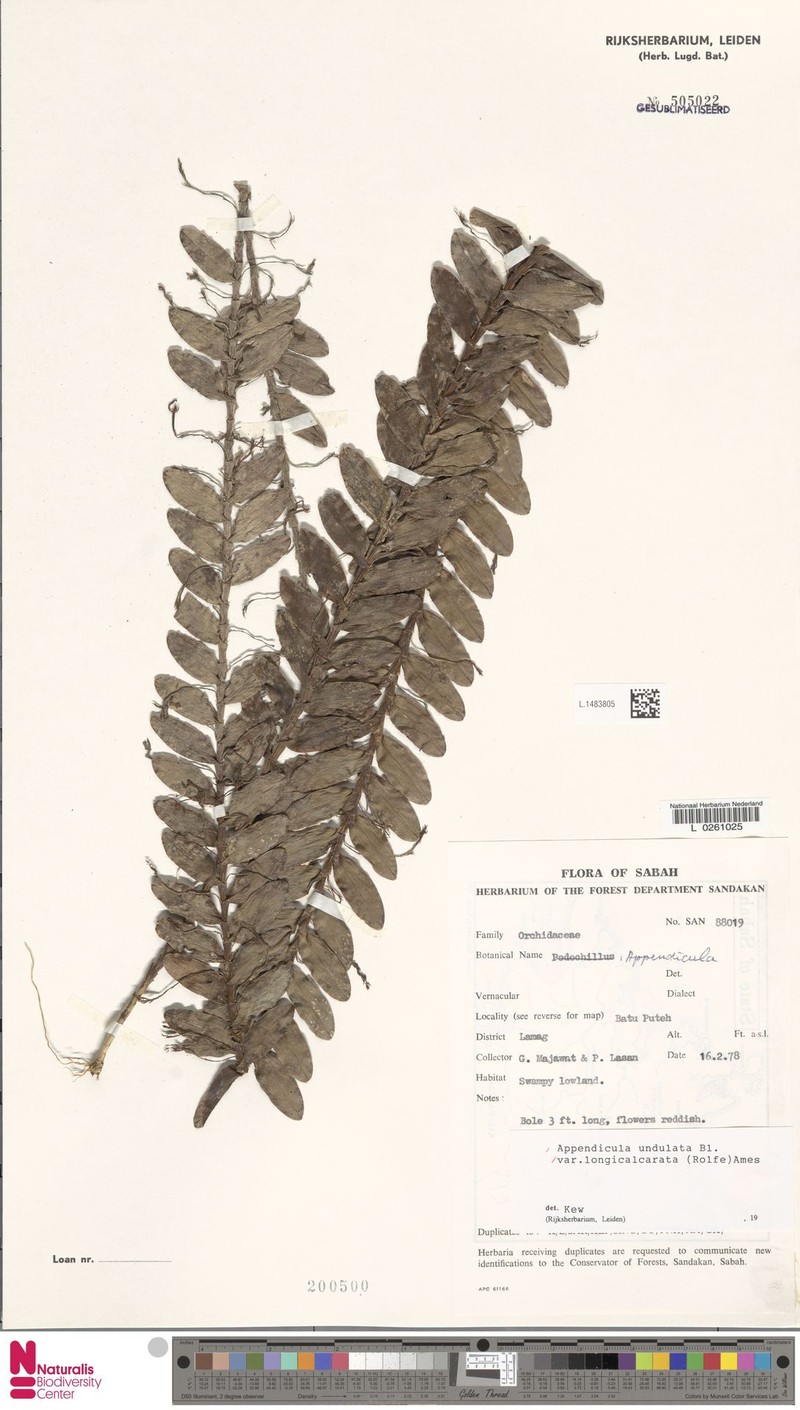 Appendicula undulata var. longicalcarata