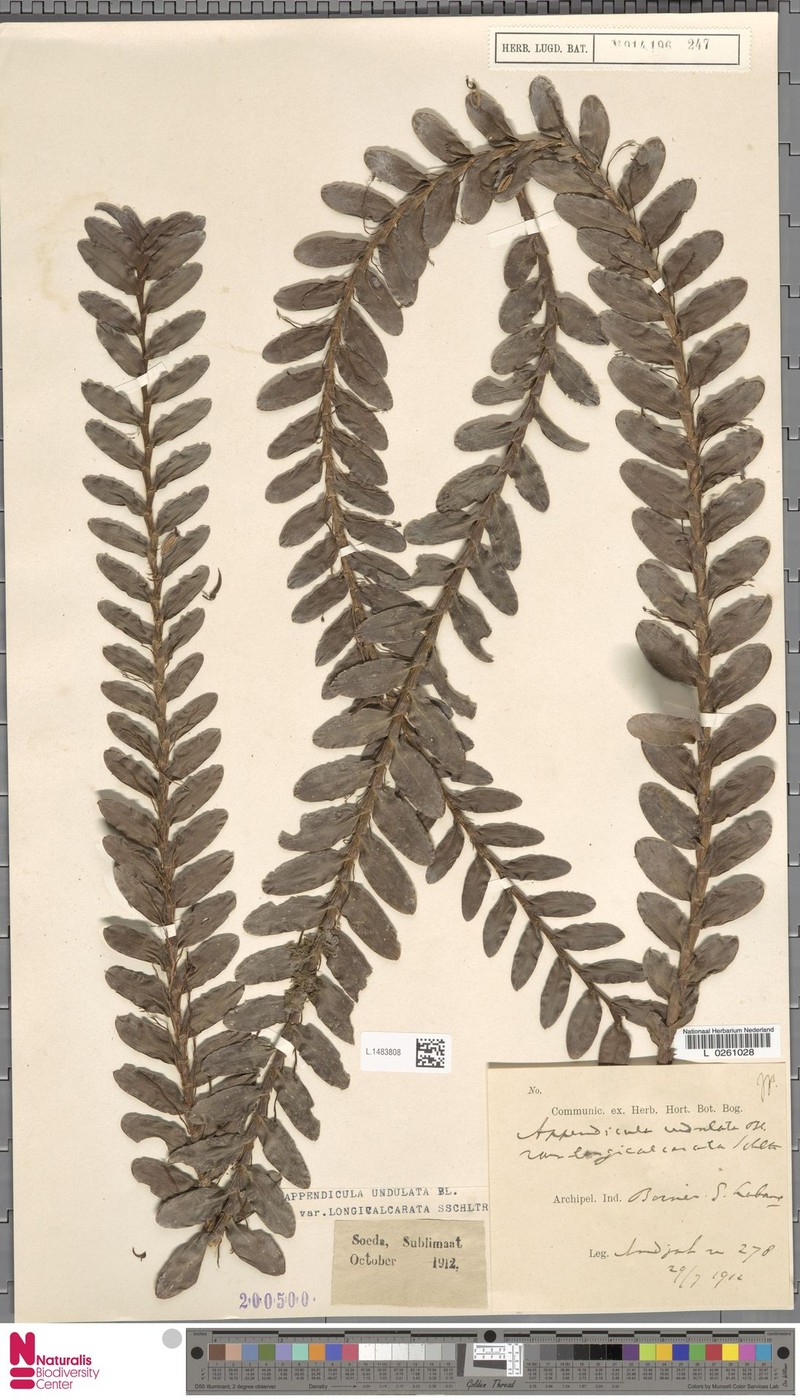 Appendicula undulata var. longicalcarata photo 2