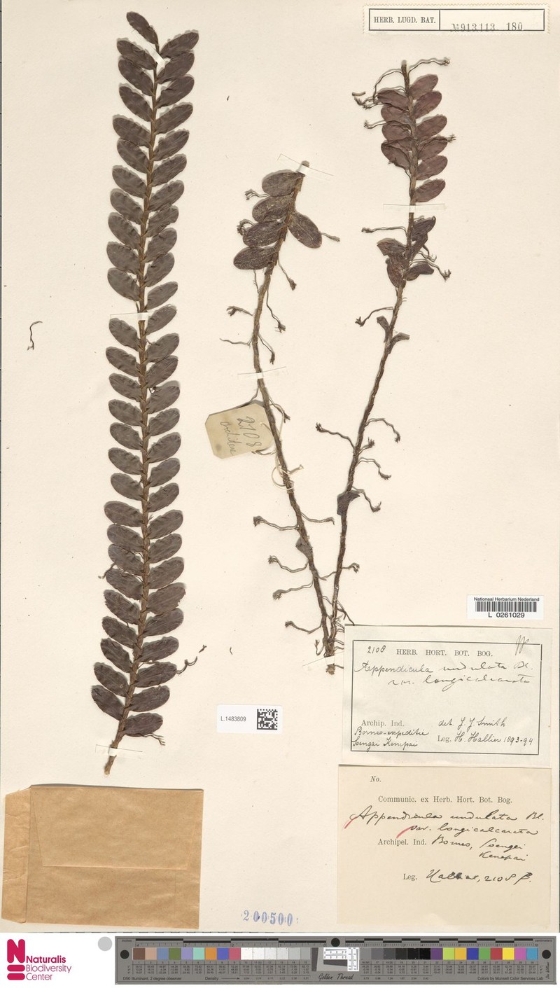 Appendicula undulata var. longicalcarata photo 3