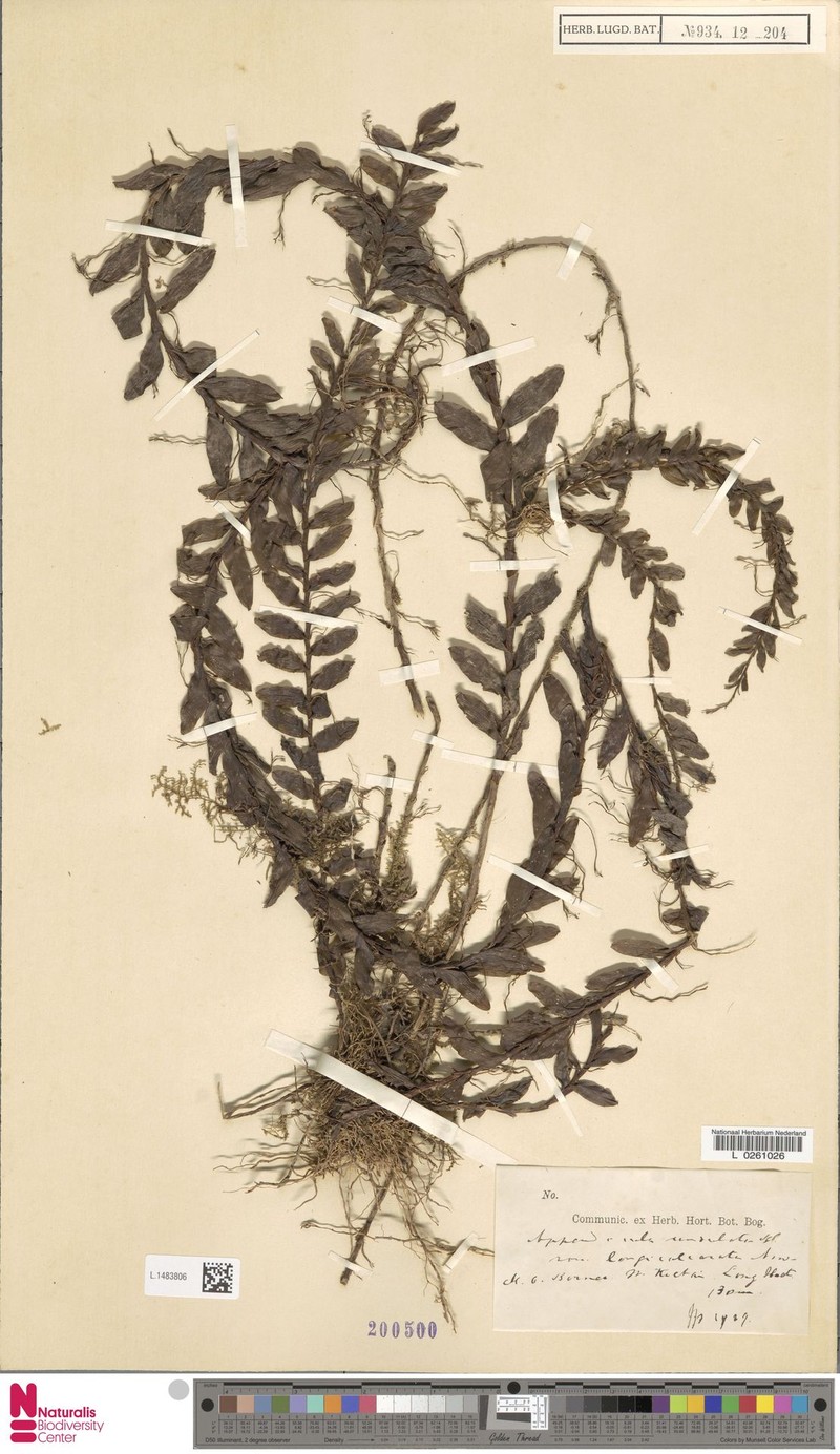 Appendicula undulata var. longicalcarata photo 4