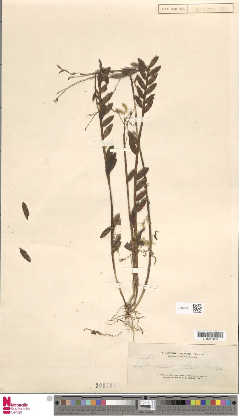 Appendicula weberi