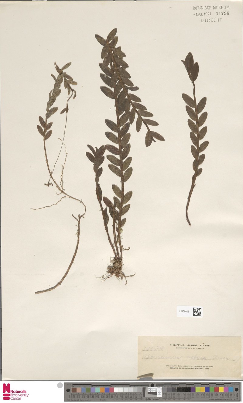 Appendicula weberi photo 2