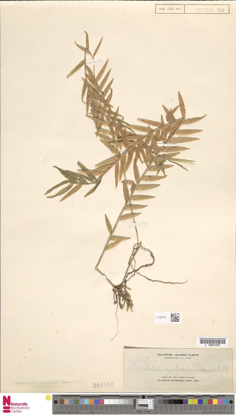 Appendicula weberi photo 3