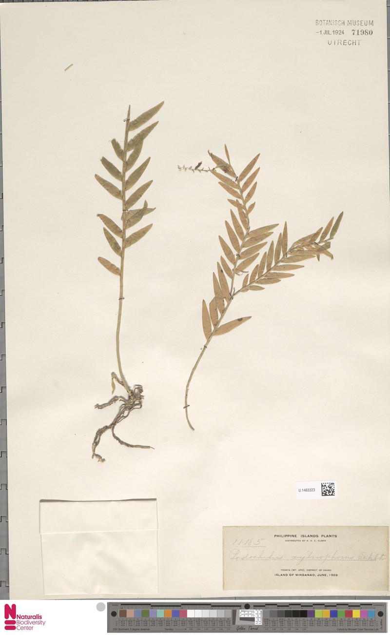 Appendicula weberi photo 4