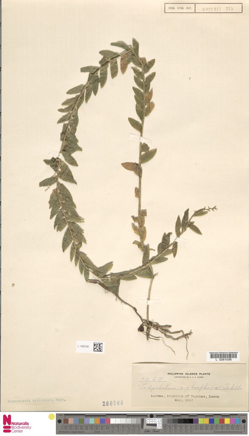 Appendicula weberi photo 5