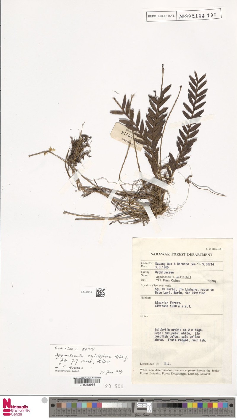 Appendicula xytriophora