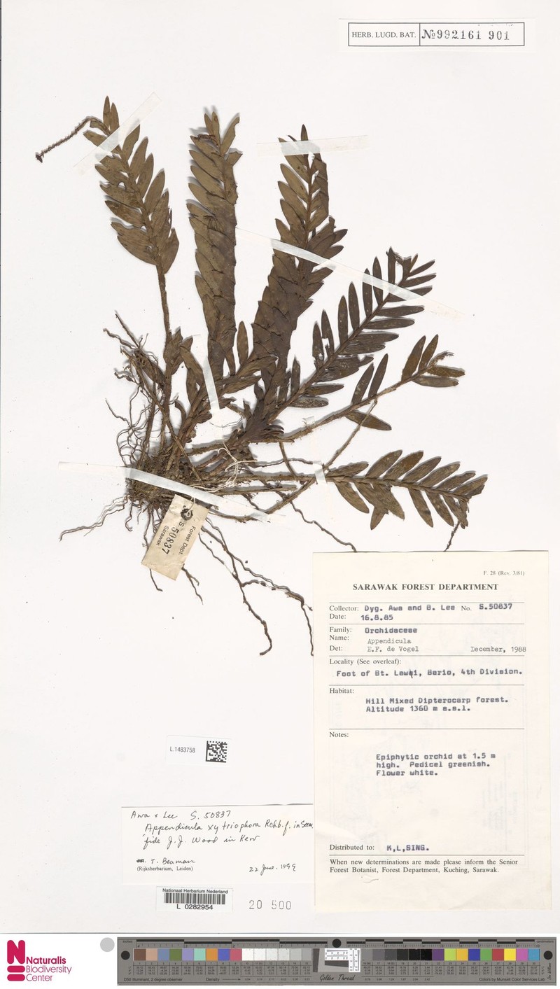 Appendicula xytriophora photo 2