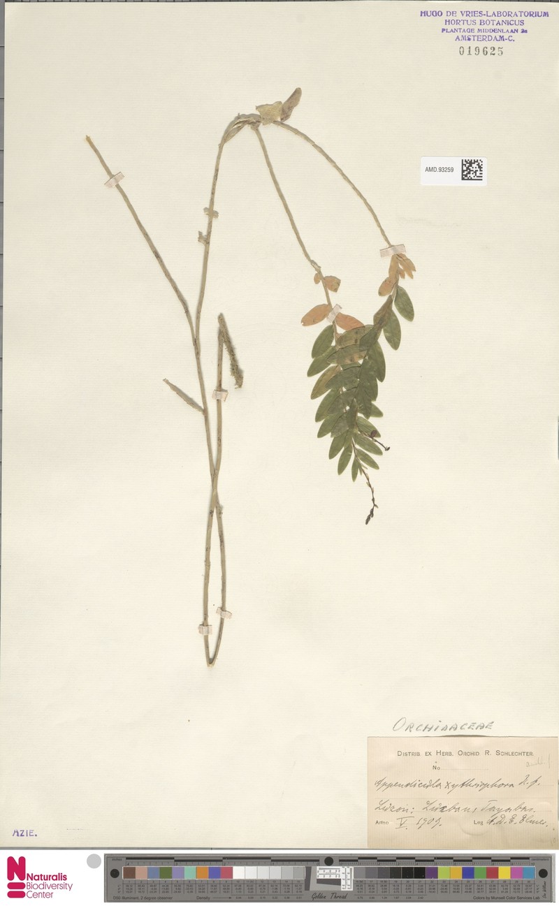 Appendicula xytriophora photo 3