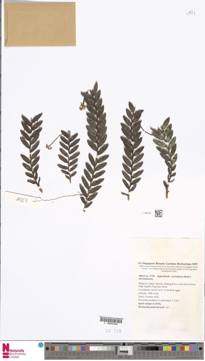 Appendicula xytriophora photo 4