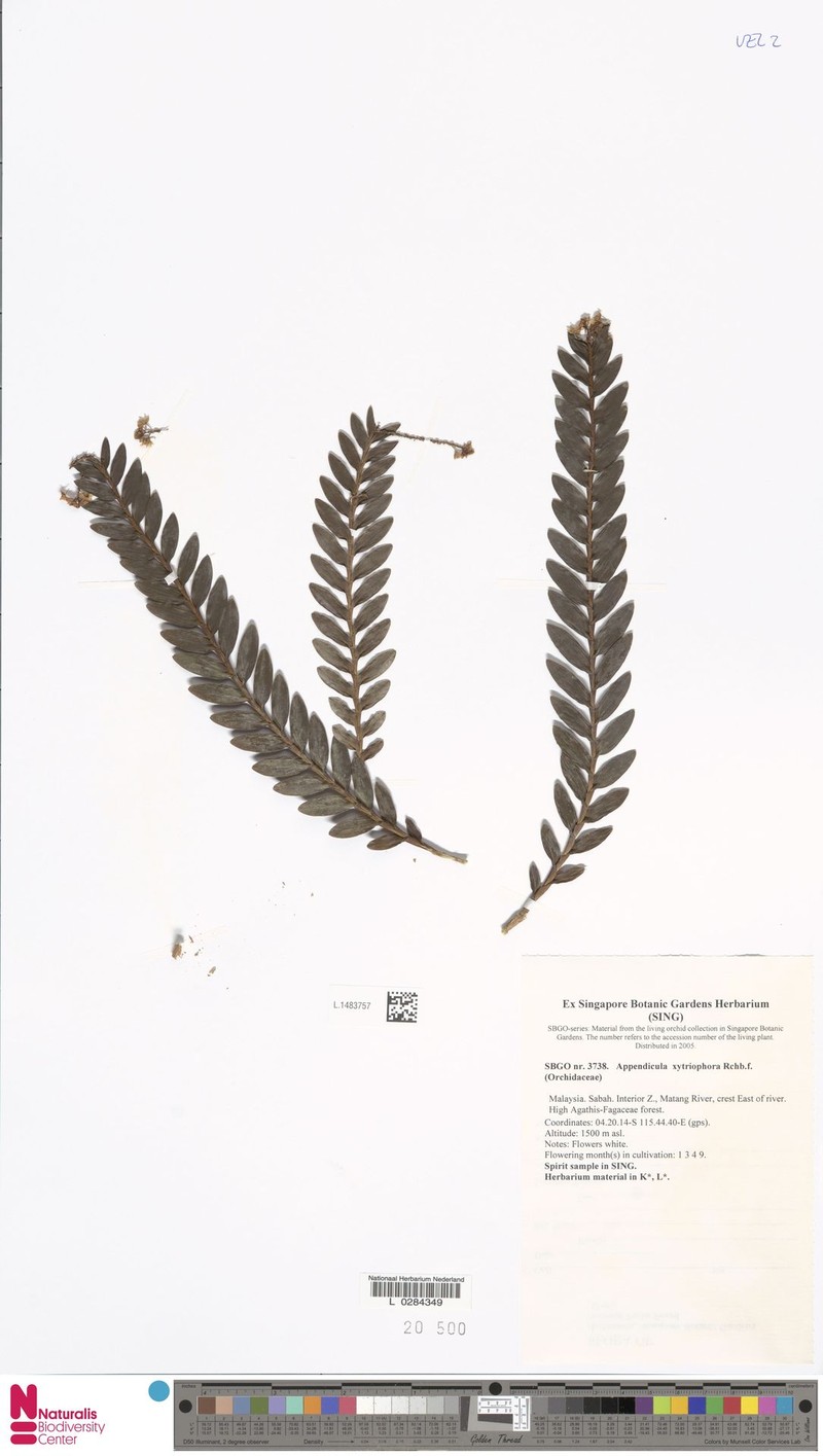 Appendicula xytriophora photo 5