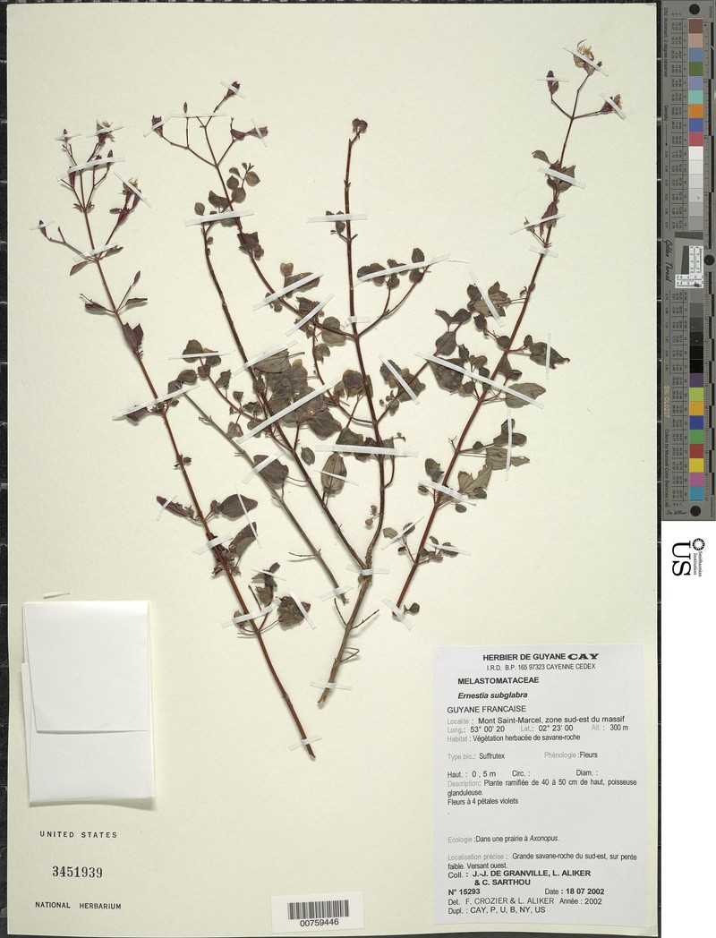 Appendicularia subglabra