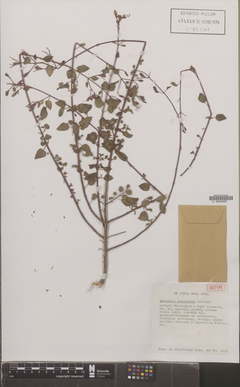 Appendicularia subglabra