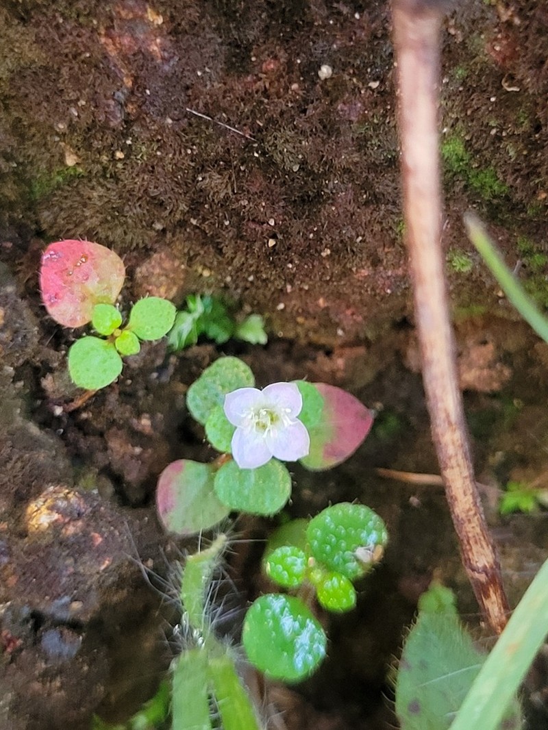 Appendicularia thymifolia