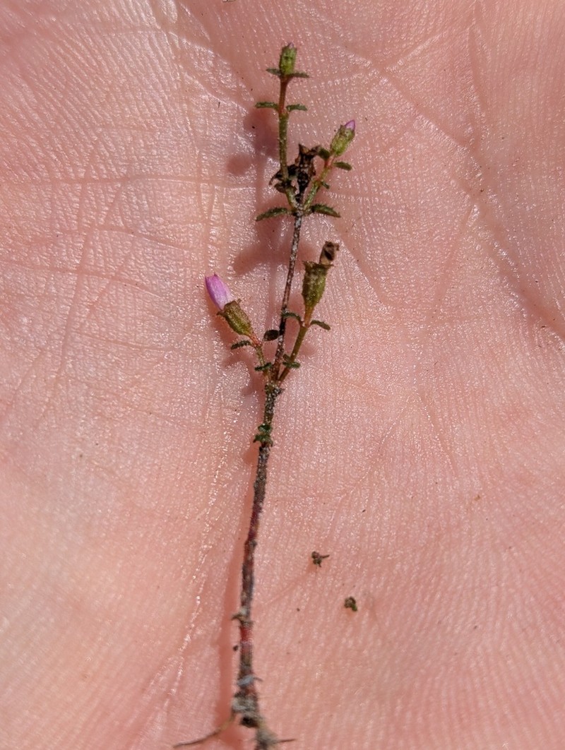 Appendicularia thymifolia photo 2