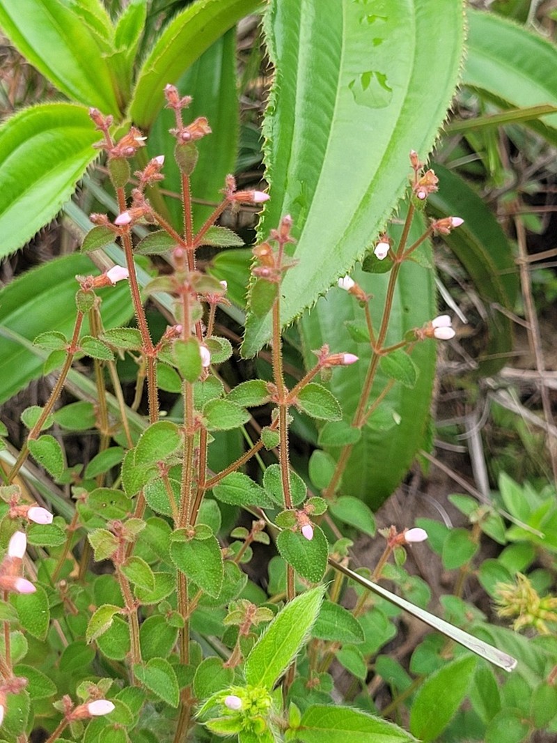 Appendicularia thymifolia photo 3