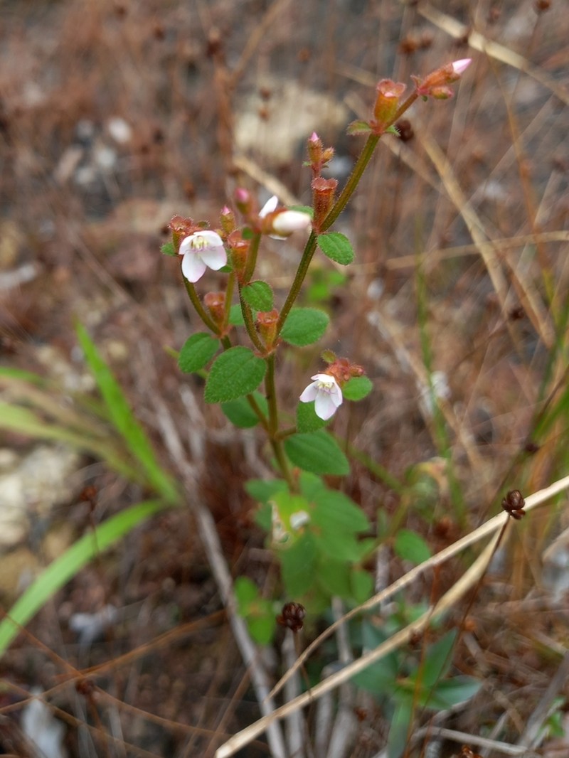 Appendicularia thymifolia photo 4