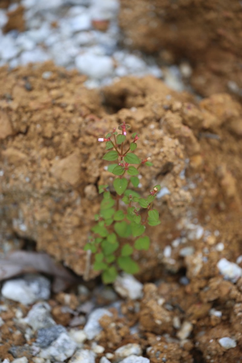 Appendicularia thymifolia photo 6
