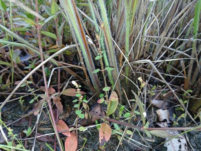 Appendicularia thymifolia photo 7