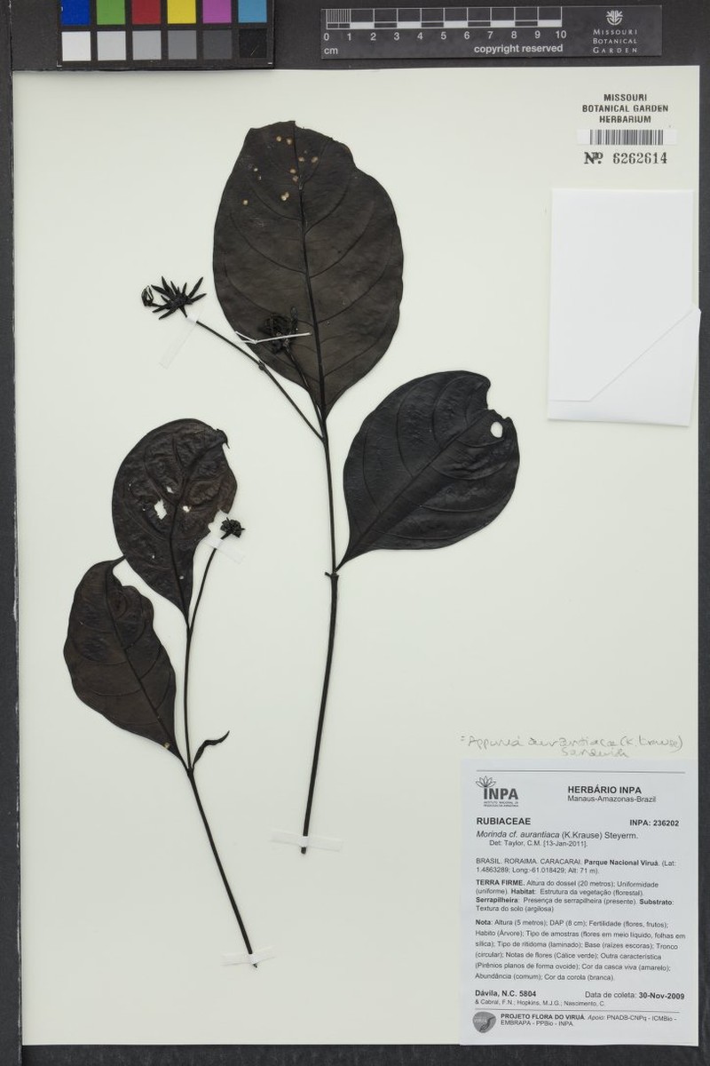 Appunia aurantiaca