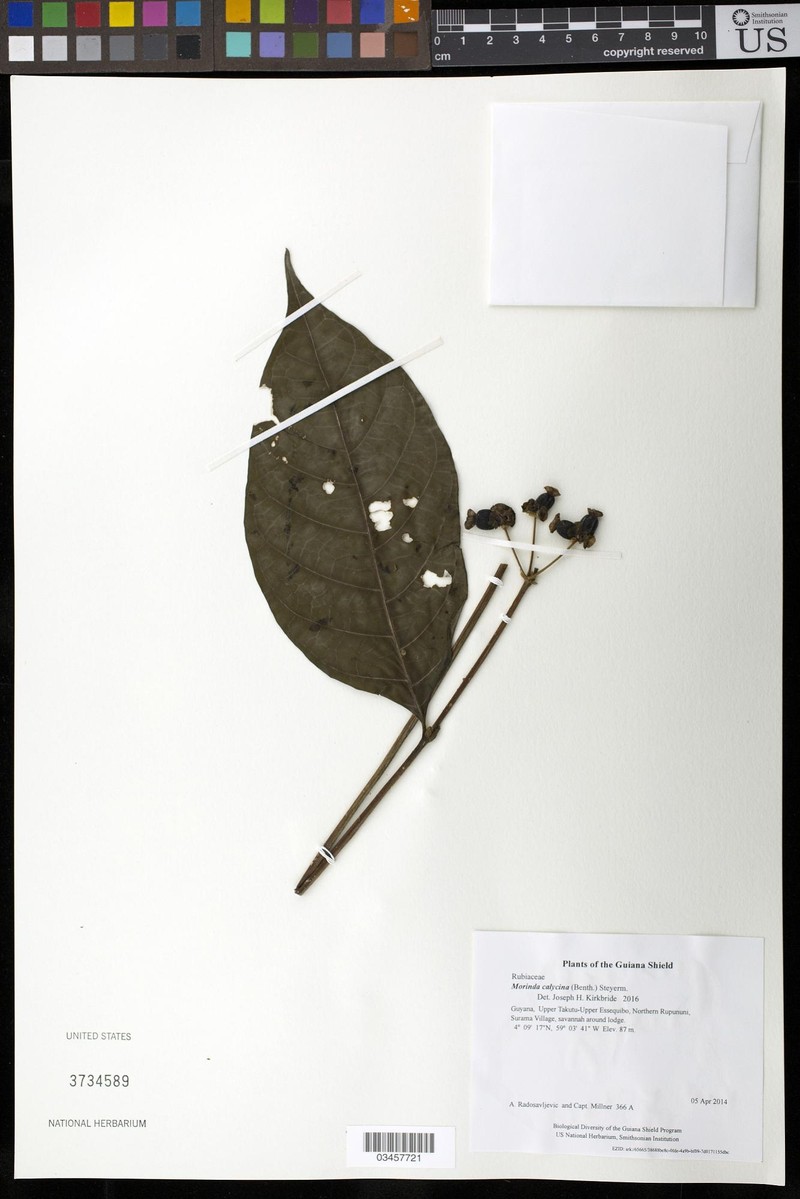 Appunia calycina photo 2