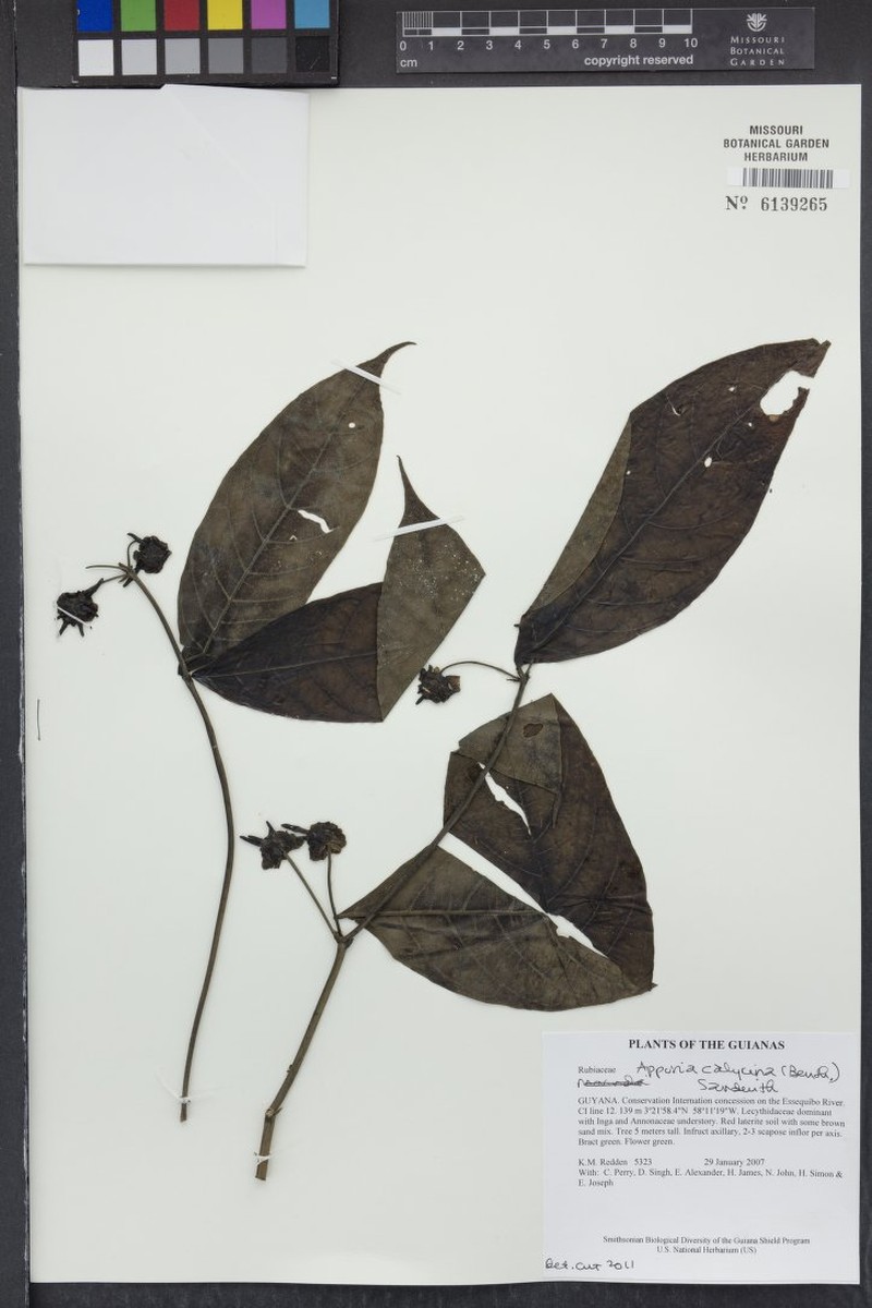 Appunia calycina photo 3