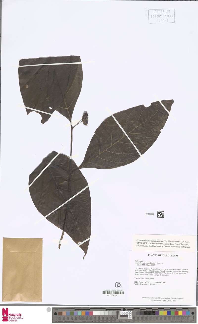 Appunia calycina