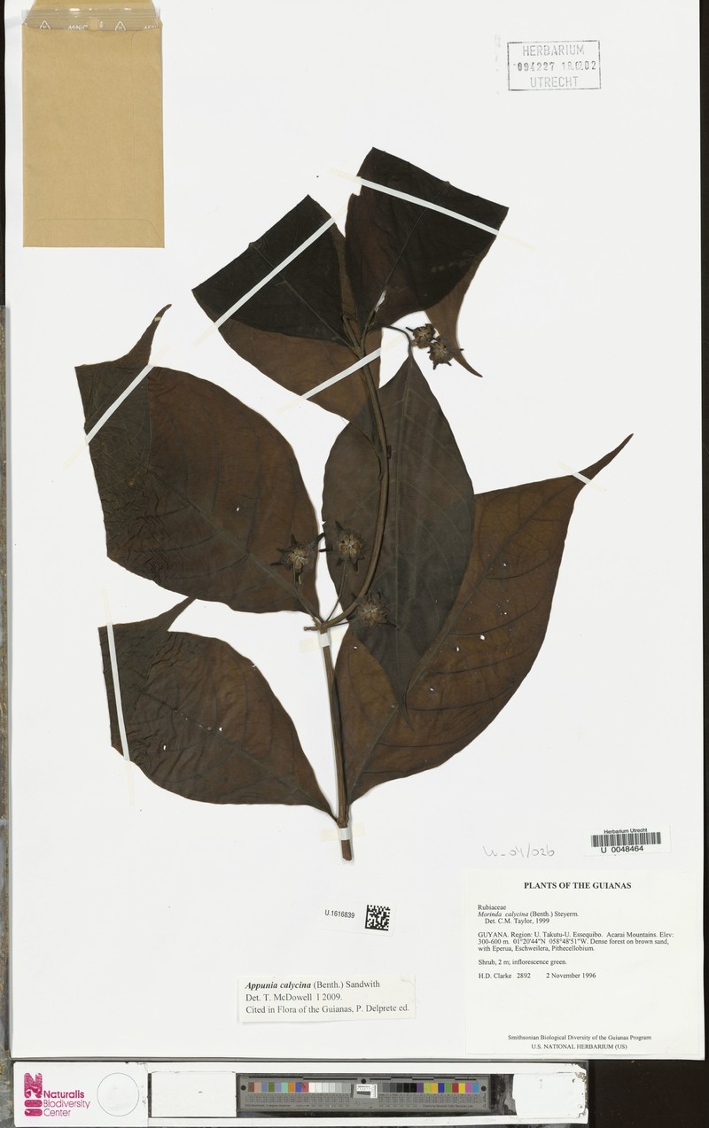 Appunia calycina photo 2