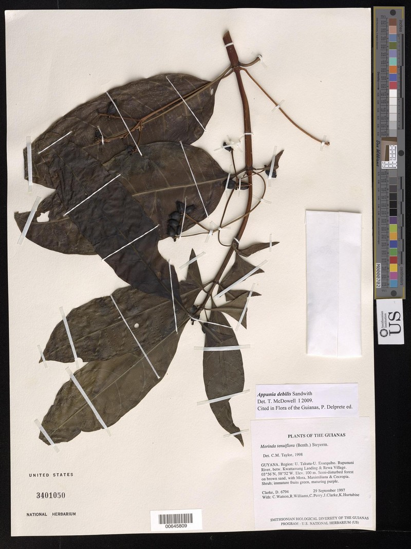 Appunia debilis photo 2