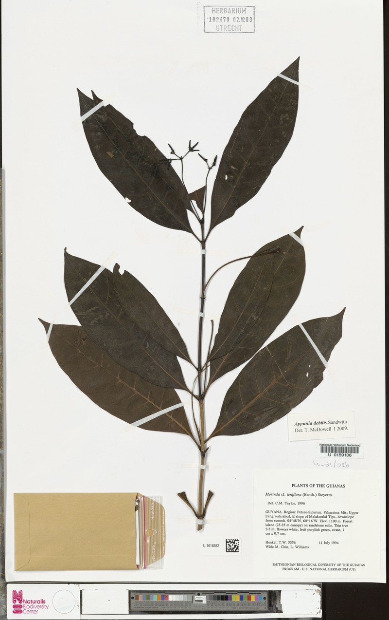 Appunia debilis