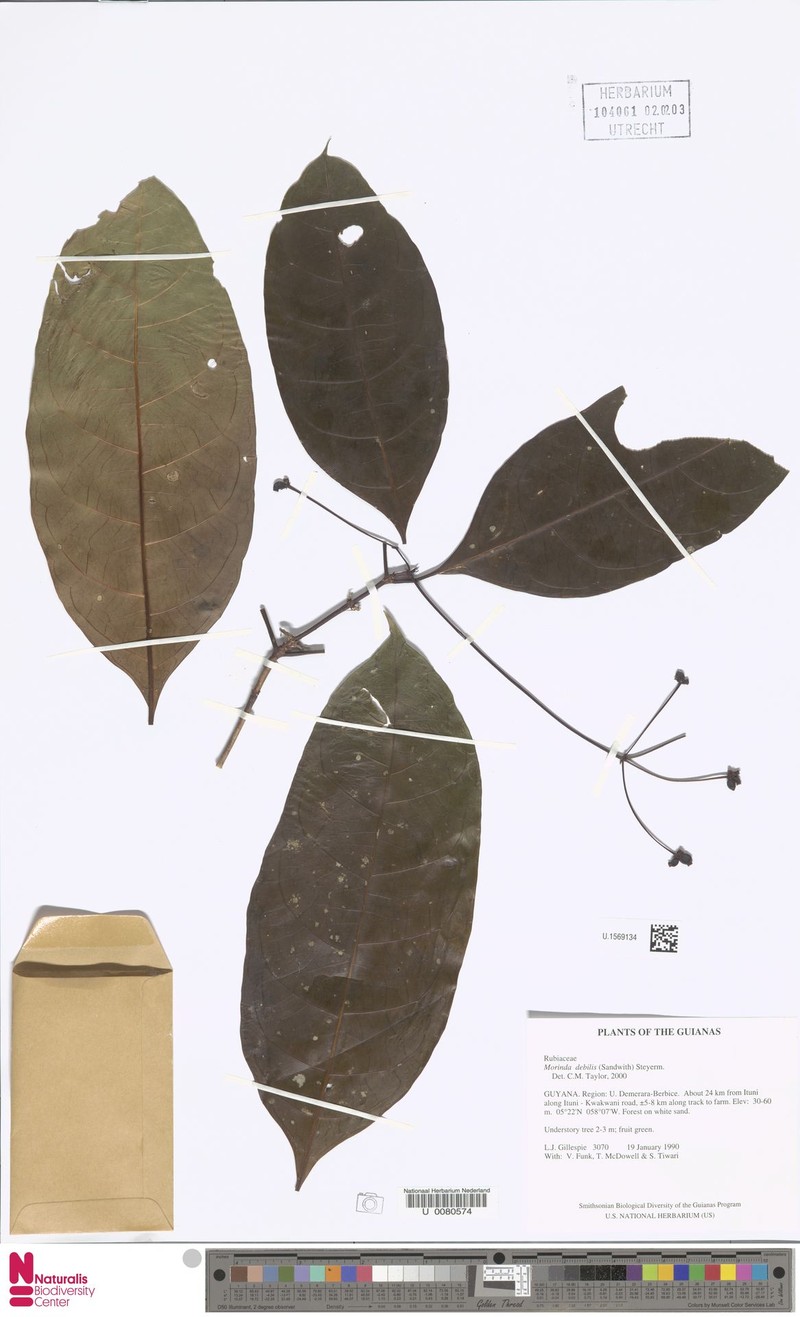 Appunia debilis photo 2
