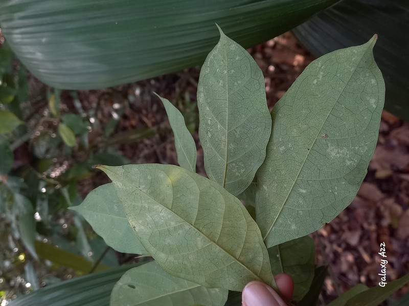Appunia guatemalensis