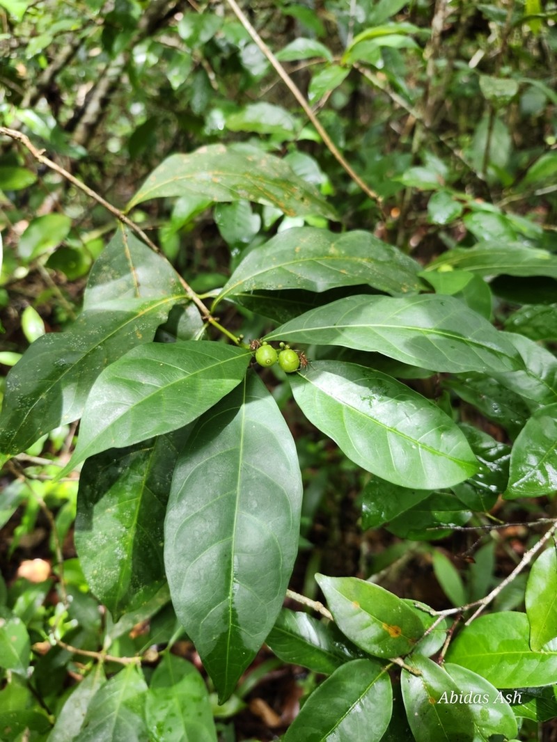 Appunia guatemalensis photo 2