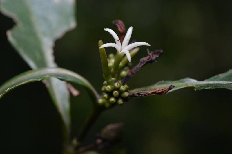 Appunia guatemalensis photo 3